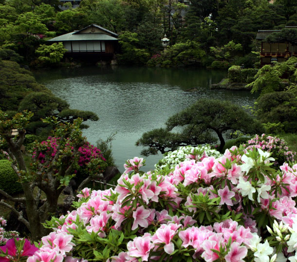 Venus bridge