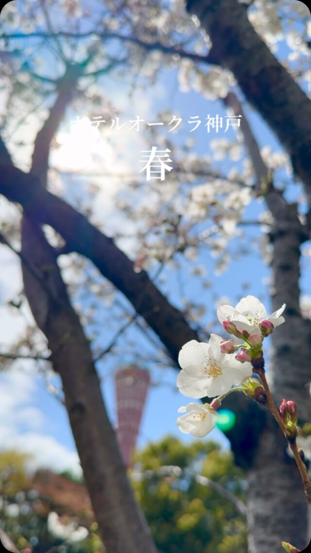 .
ホテルオークラ神戸の春。

桜が見頃をむかえ、穏やかな季節やってきました。
特に日本庭園は趣ある景色が広がります。
みなさまのご来館をお待ちしております。

#ホテルオークラ神戸#hotelokurakobe#ホテル関西#関西ホテル#ホテル神戸#神戸ホテル#神戸観光#神戸旅行#ホカンス#ラグジュアリーホテル#フラワー#flowers#4月#桜#
@okura_hotels