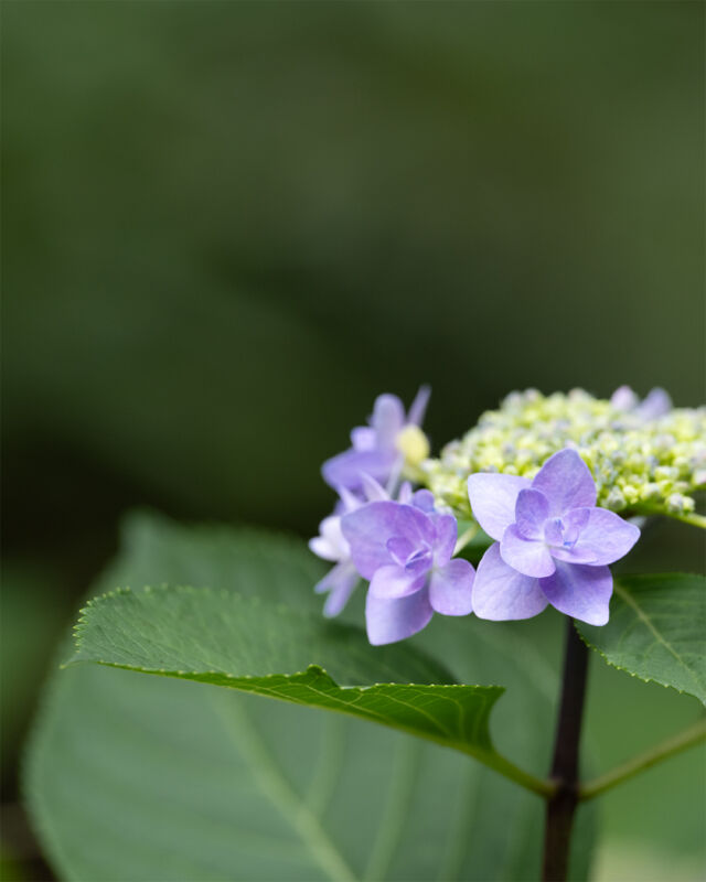 ・
ホテルオークラ神戸の日本庭園に
紫陽花が咲き始めました。

ホテルのロゴであり、
館内に紫陽花のモチーフがちりばめられています。

Hydrangeas have begun to bloom in the Japanese garden at Hotel Okura Kobe.

Hotel Okura Kobe logo is based on Hydrangea.

#ホテルオークラ神戸#hotelokurakobe#ホテル関西#関西ホテル#ホテル神戸#神戸ホテル#神戸観光#神戸旅行#ホカンス#ラグジュアリーホテル#神戸カフェ#三宮カフェ#紫陽花#あじさい#オルタンシア#Hydrangea#日本庭園#JapaneseGarden#okurahotels#oneharmony @okura_hotels