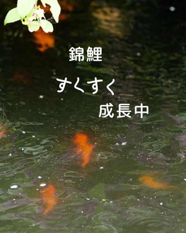 .
今年生まれた日本庭園の
「錦鯉」の赤ちゃんが、10cmほどに成長いたしました。

少し大きな金魚のように、元気に泳いでおります。
ホテルオークラ神戸にお越しの際は
錦鯉の成長もお楽しみください。

The baby Nishikigoi carp born in our Japanese garden this year have grown to about 10cm.
They swim energetically, like slightly larger goldfish.
When you visit Hotel Okura Kobe,
please enjoy watching the Nishikigoi grow.

#ホテルオークラ神戸#hotelokurakobe#ホテル関西#関西ホテル#ホテル神戸#神戸ホテル#神戸観光#神戸旅行#ホカンス#ラグジュアリーホテル#錦鯉#鯉#Nishikigoi#carp#日本庭園#JapaneseGarden#リゾート#October#秋#Autumn#relax#okurahotels#oneharmony @okura_hotels