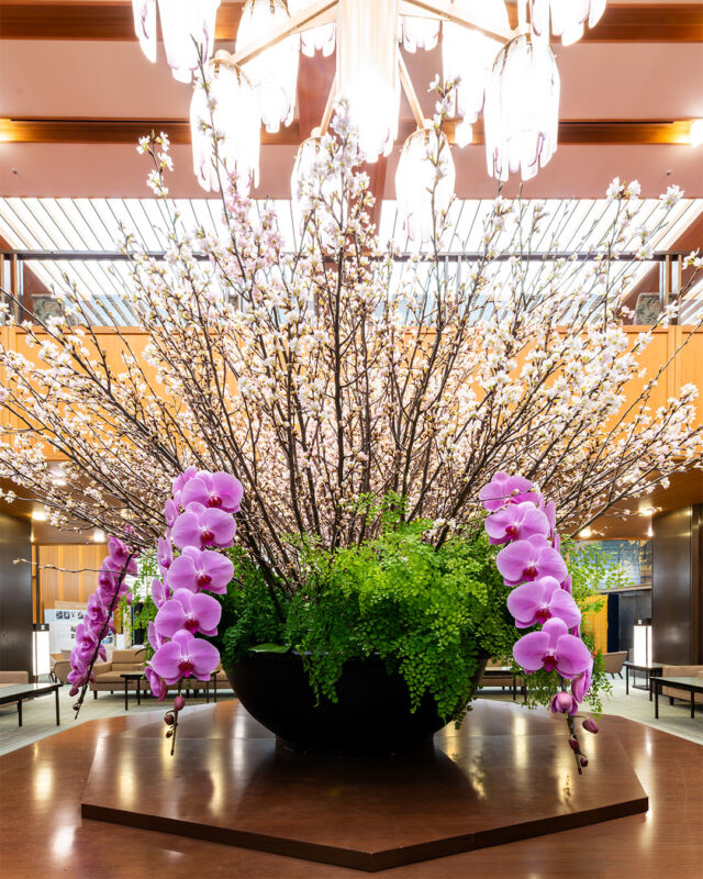 .
日本の春の情景を鮮やかに映し出す桜が
メインロビーを彩ります。

麗らかな春をお楽しみください。

Our main lobby is graced this month by the cherry blossoms, the quintessential symbol of a Japanese spring.
We invite you to immerse yourself in the serene beauty of the unfolding season.

#ホテルオークラ神戸#hotelokurakobe#ホテル関西#関西ホテル#ホテル神戸#神戸ホテル#神戸観光#神戸旅行#ホカンス#ラグジュアリーホテル#桜#CherryBlossoms#Sakura#お花#装花#春#okurahotels#oneharmony @okura_hotels