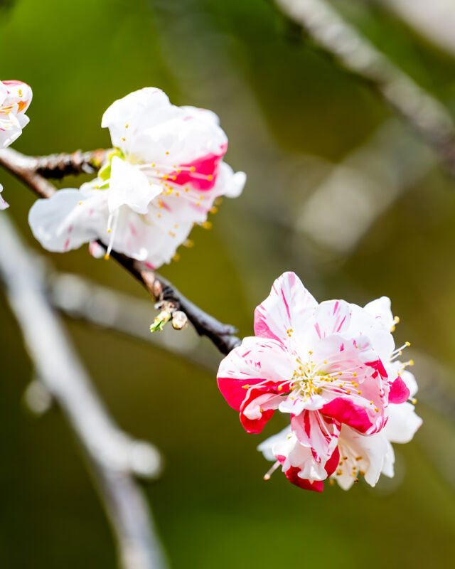 .
日本庭園の花桃が見頃を迎えております。
この花桃は､2006年に現 上皇上皇后両陛下に
御手植えいただいた記念樹でございます。

春の柔らかな日差しを浴びて、
紅白の愛らしい色が庭園を彩っております。
ぜひ､春の訪れをお楽しみください。

The flowering peaches in the Japanese garden are now in full bloom.
Bathed in the gentle spring sunlight,
their lovely red and white hues are bringing color to the garden.
We invite you to come and enjoy the arrival of spring.

#ホテルオークラ神戸#hotelokurakobe#ホテル関西#関西ホテル#ホテル神戸#神戸ホテル#神戸観光#神戸旅行#ホカンス#ラグジュアリーホテル#花桃#はなもも#ハナモモ#桃#日本庭園#記念樹#okurahotels#oneharmony @okura_hotels