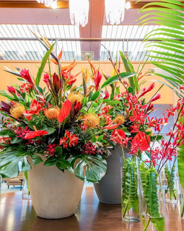 .
今月のメインロビーのお花は、
夏らしく情熱的な色彩と、
涼しげなクリスタルの花器で仕立てております。

南国の雰囲気と清涼感あふれる空間をお楽しみください。

This month’s floral arrangement in the main lobby features passionate, summery colors and a refreshing crystal vase.
Please enjoy this space filled with a tropical atmosphere and a refreshing ambiance.

【装花の構成】
・ストレチア
・アンスリウム
・ヘリコニア
・ラン
・アレカヤシ
・ジンジャー
・アルストロメリア
・サファリサンセット
・モンステラ
・ピンクッション
・エメラルドウェーブ
・ルスカス丸葉
・ドラセナコンパクター

#ホテルオークラ神戸#hotelokurakobe#神戸ホテル
#ロビー装花